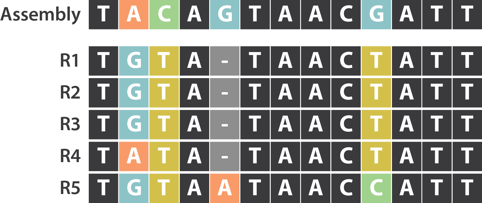 Illustration of SNP errors in a genome assembly.