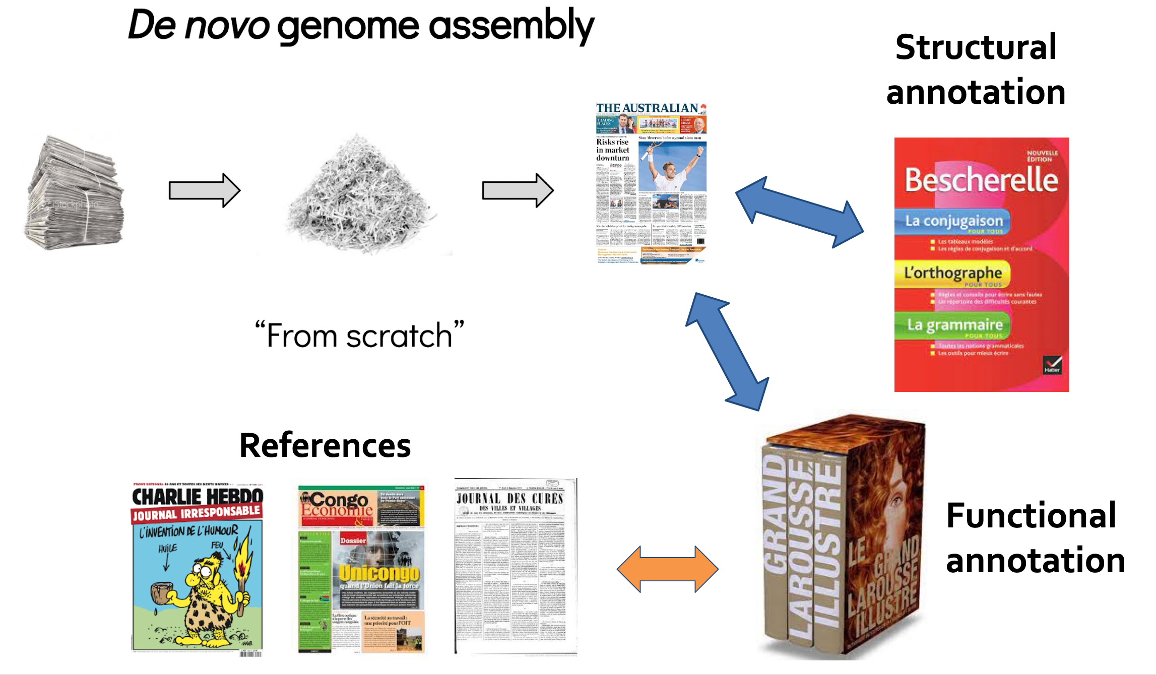 Assembly and annotation overview