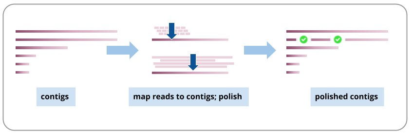 "Image of the concept of assembly polishing, showing reads mapped to the assembly contigs.". 