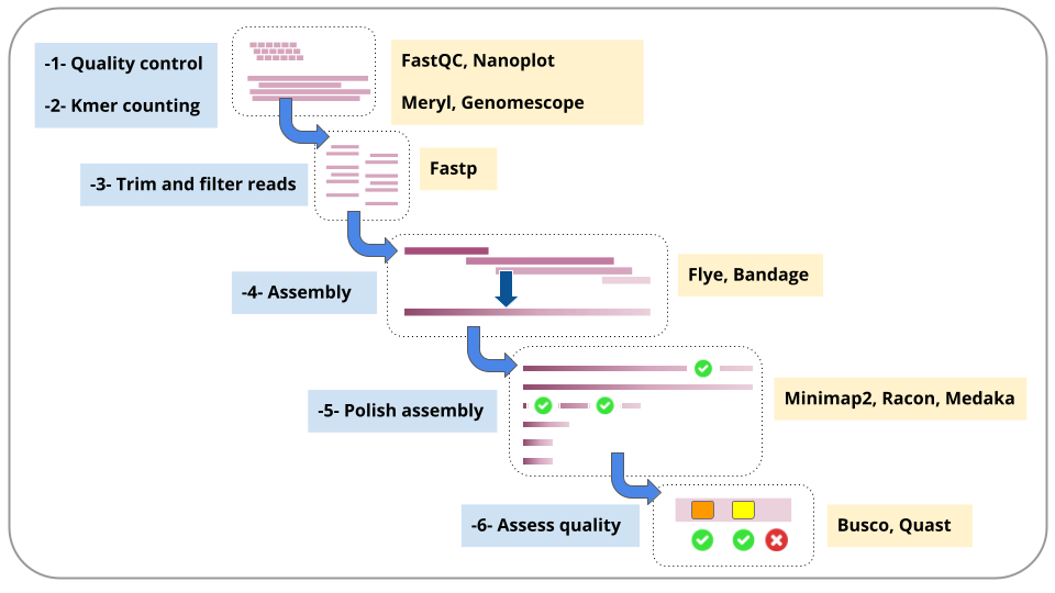 "A graphical summary of the steps in the assembly: quality control, kmer counting, trimming/filtering reads, assembly, polishing and assessment. A composite of all the earlier images in the tutorial.". 