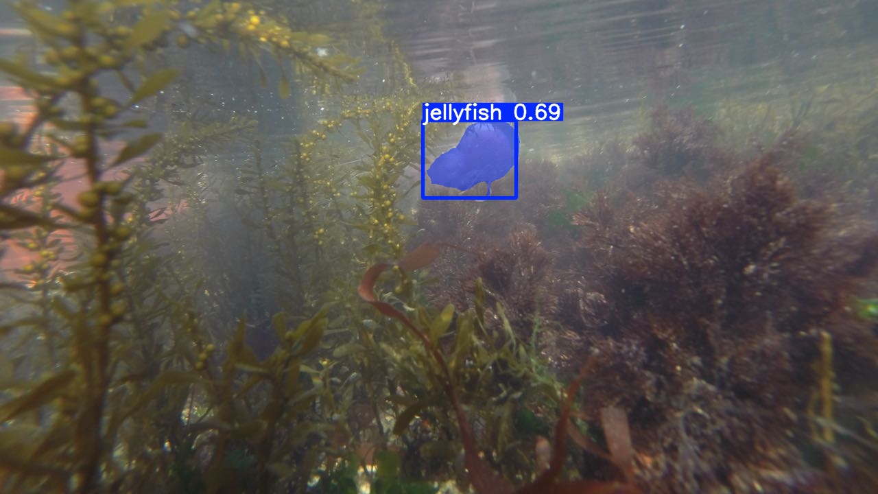 SAM3 segmentation mask on the jellyfish photo. 