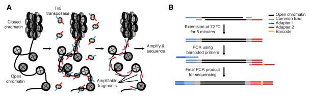 Low resolution image from a paper with two subfigures a and b. In A closed and open chromatin exists, then tn5 transposase attaches to open chromatin regions. these fragments are amplifiable and become amplified and sequenced. In subfigure B open chromatin is shown as two strands in black, with a common end in grey on both strands' both ends. Adapter 1 and 2 are attached to 5' ends. this is extended at 72° for 5 minutes, PCR'd using barcoded primers, and then the final product is created for sequencing which has open chromatin regions, surrounded by a common end, and then the adapters with a barcode on adapter 2.