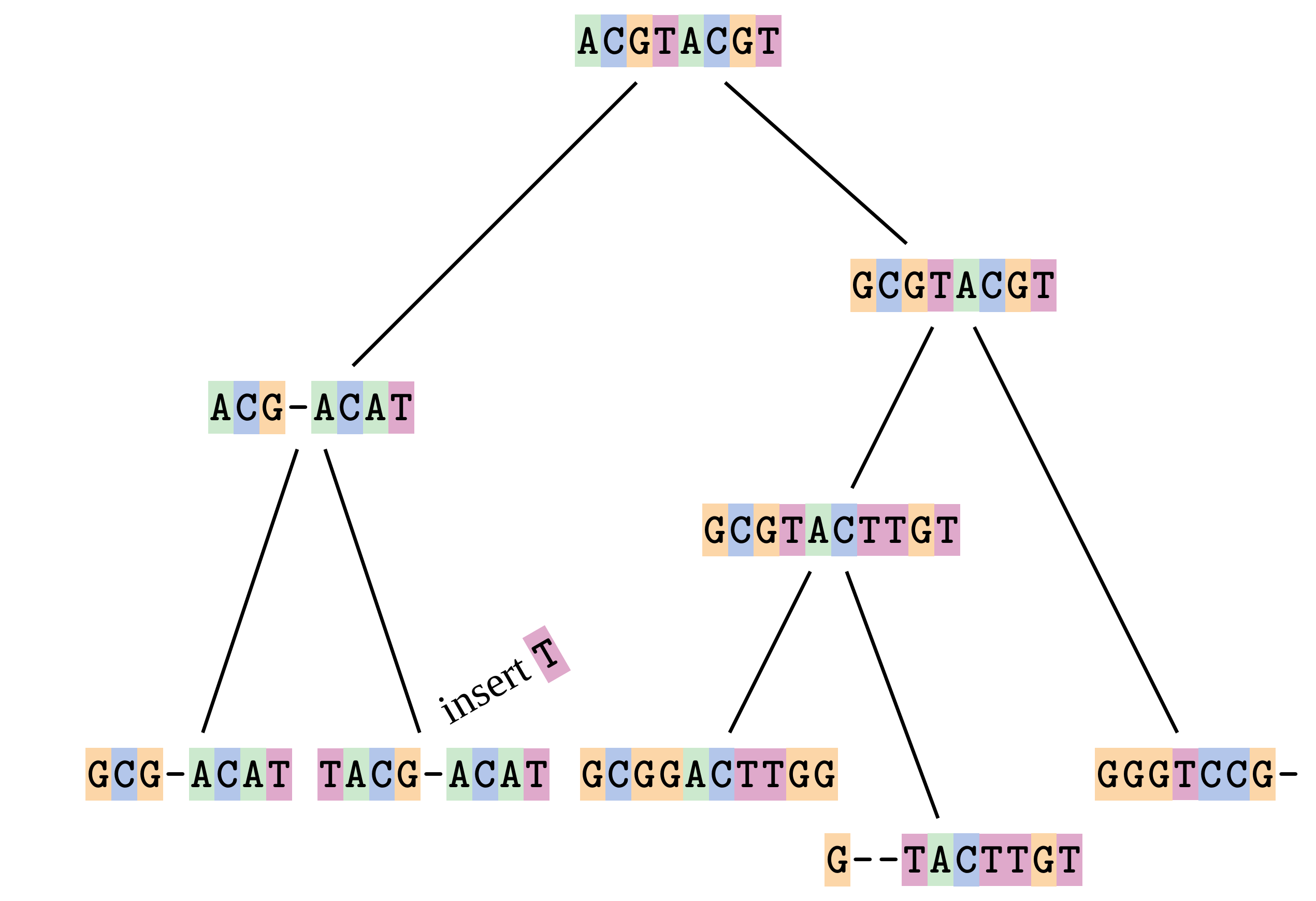 A schematic of a phylogenetic tree showing the evolution of different DNA sequences from a common ancestral sequence. An insertion of a T is highlighted in one of the branches.