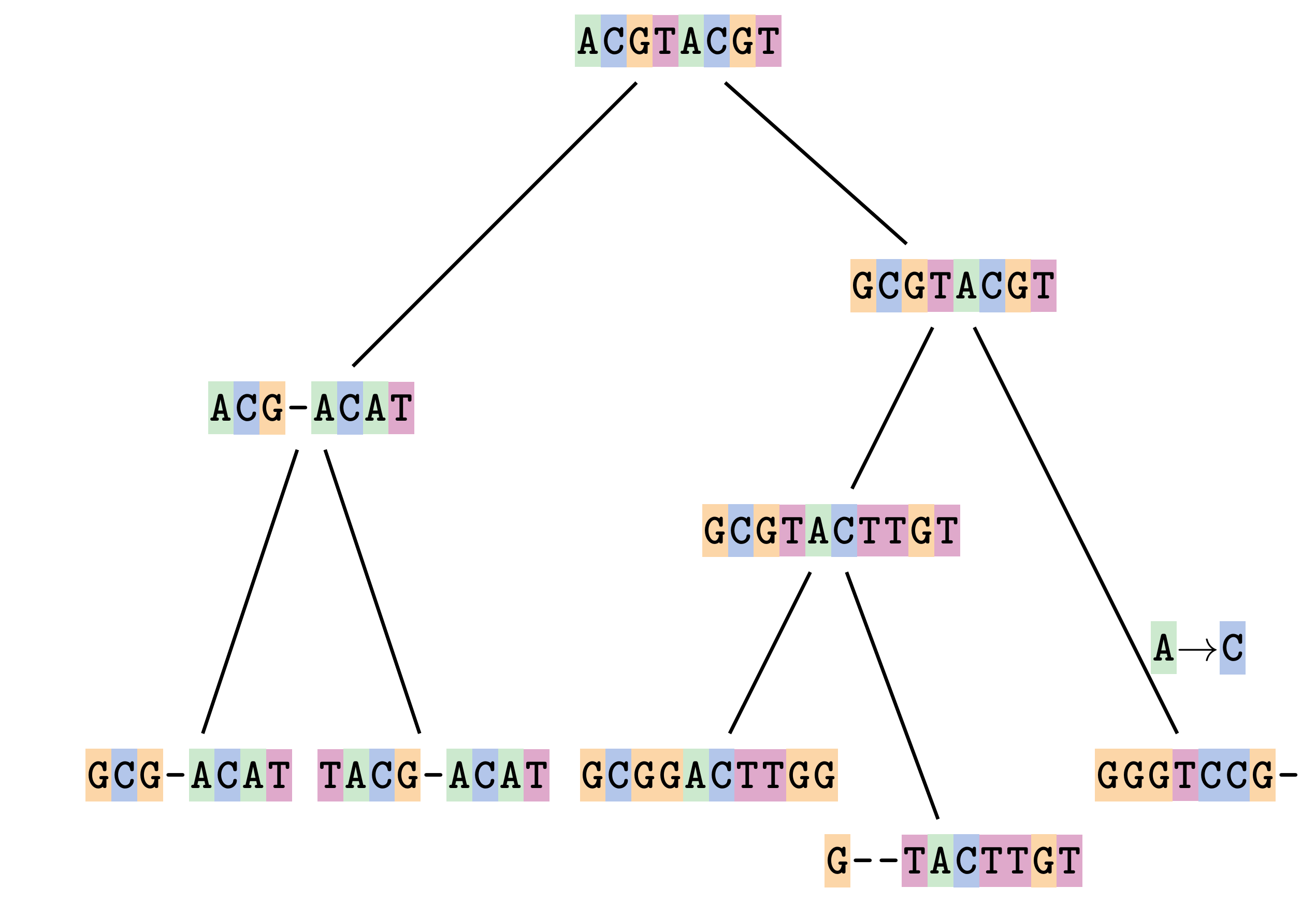 A schematic of a phylogenetic tree showing the evolution of different DNA sequences from a common ancestral sequence. An A to C substitution has occurred on one branch.