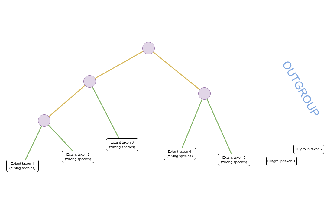 Schematic of a phylogenetic tree where internal nodes are represented by purple circles and extant taxa by white rectangles. Coloured lines represent the relationship between nodes and taxa. The root of the tree is at the top of the image. The tree branches multiple times from the root through additional internal nodes forming three clades composed of five extant taxa at the bottom of the image. Two additional taxa appear to the right of the tree and are labelled as the outgroup.