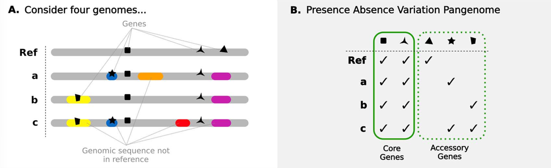 Presence-Absence Variation Pangenome