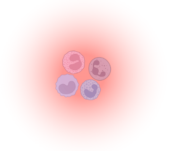 Different types of immune cells taking part in inflammation