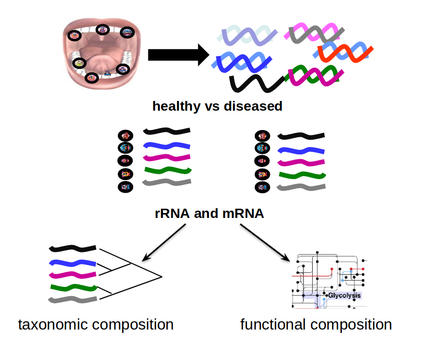 oral microbiome